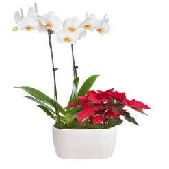 Classic Christmas Garden