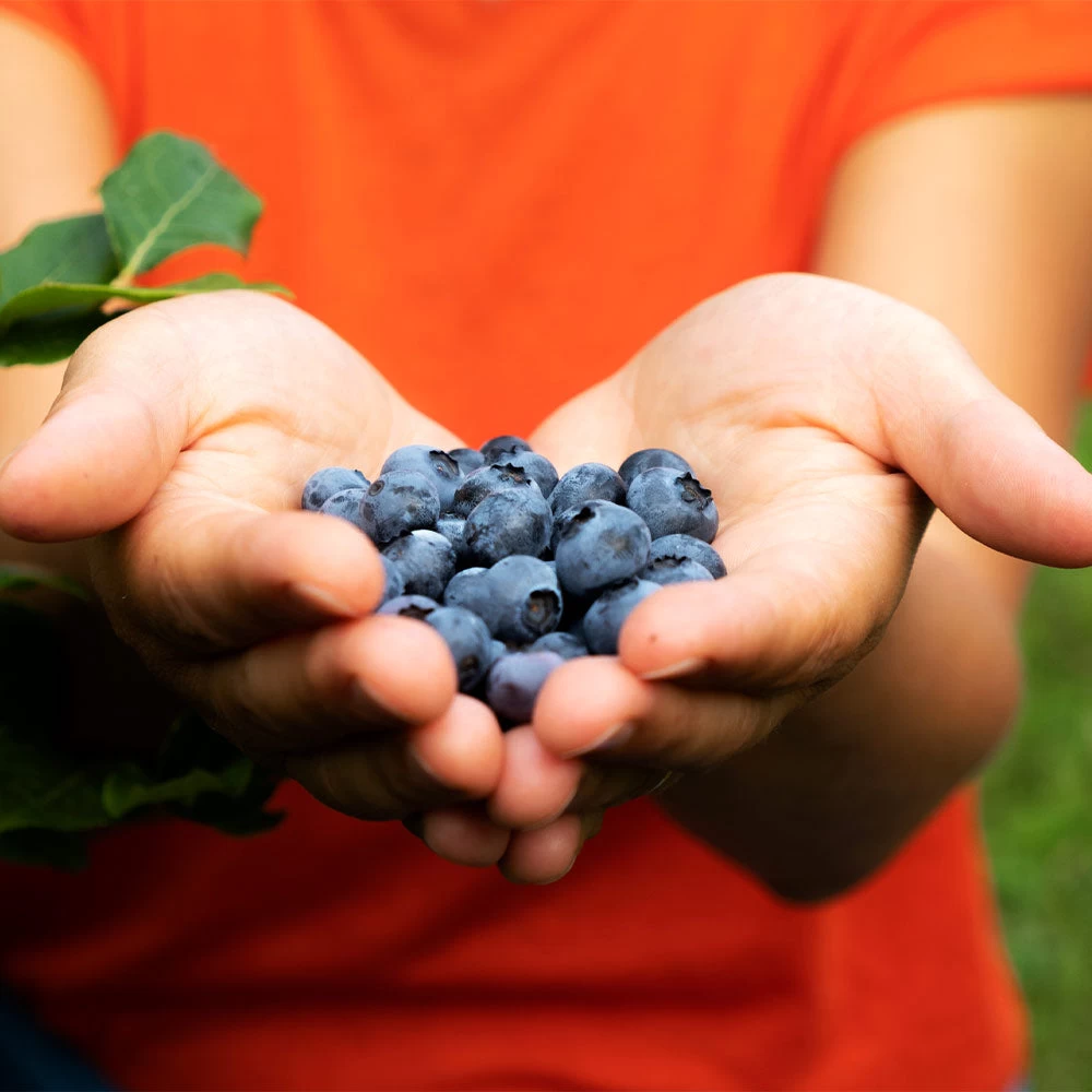 3-in-1 Blueberry Bush (Southern Highbush) - Image 2