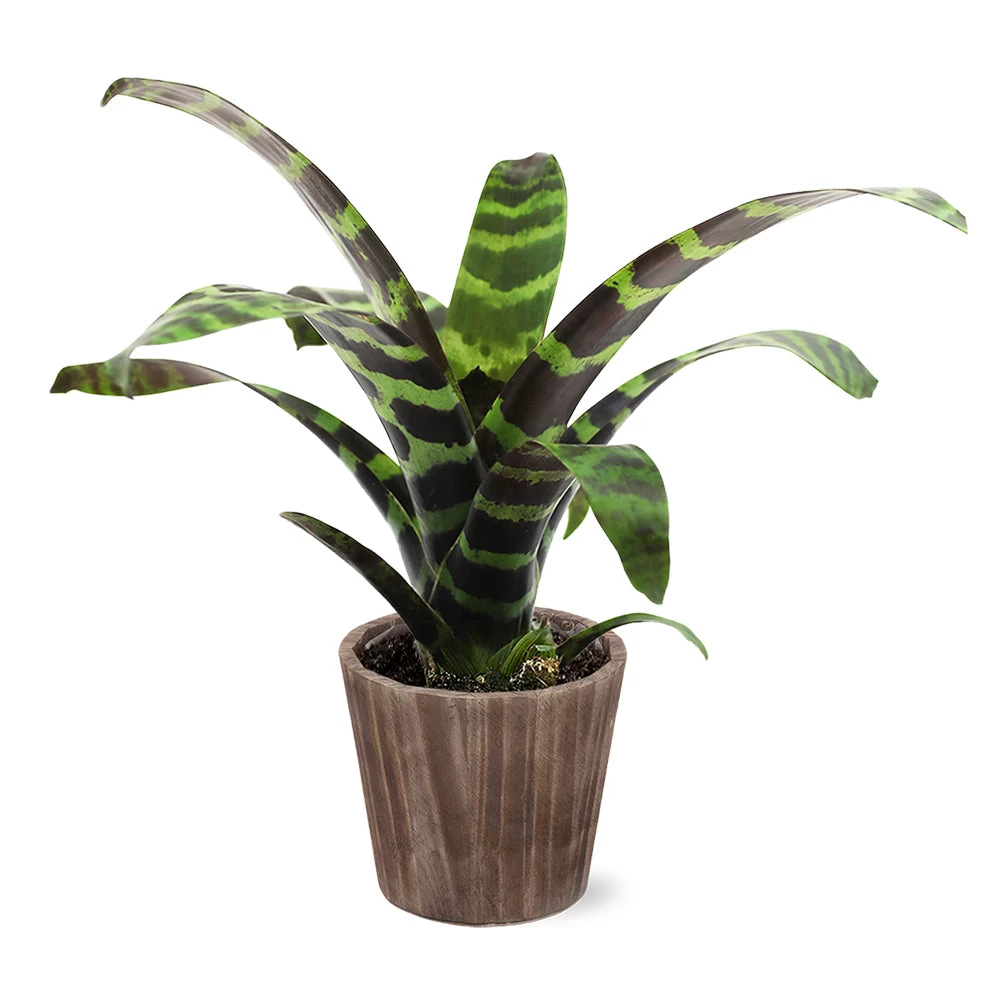 Zebra Plant In Decorative Pot - Image 7