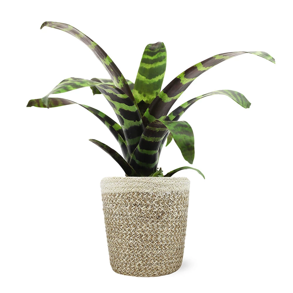 Zebra Plant In Decorative Pot - Image 8