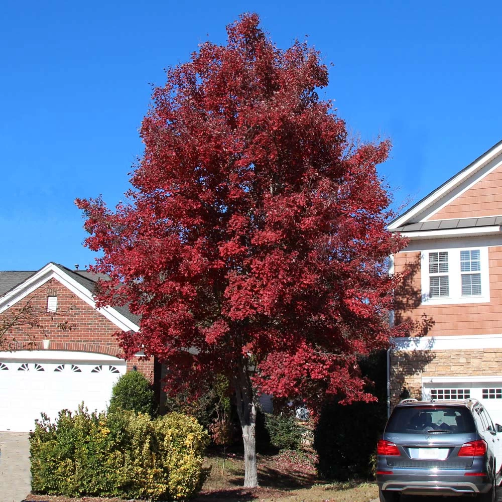 American Red Maple Tree - Image 2
