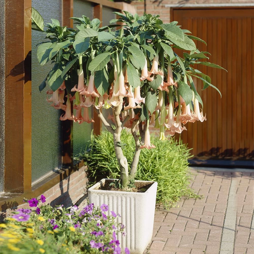 Peach Angel Trumpet - Image 2