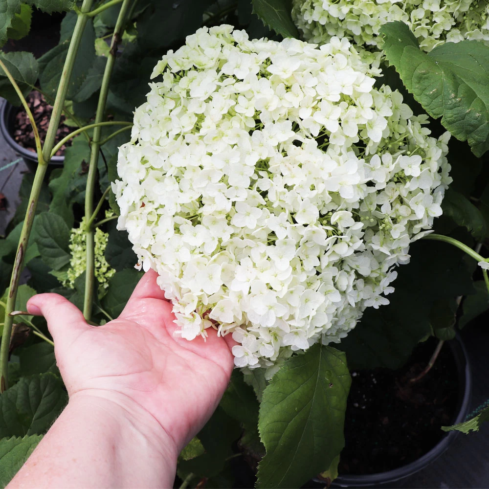 Annabelle Hydrangea Shrub - Image 4