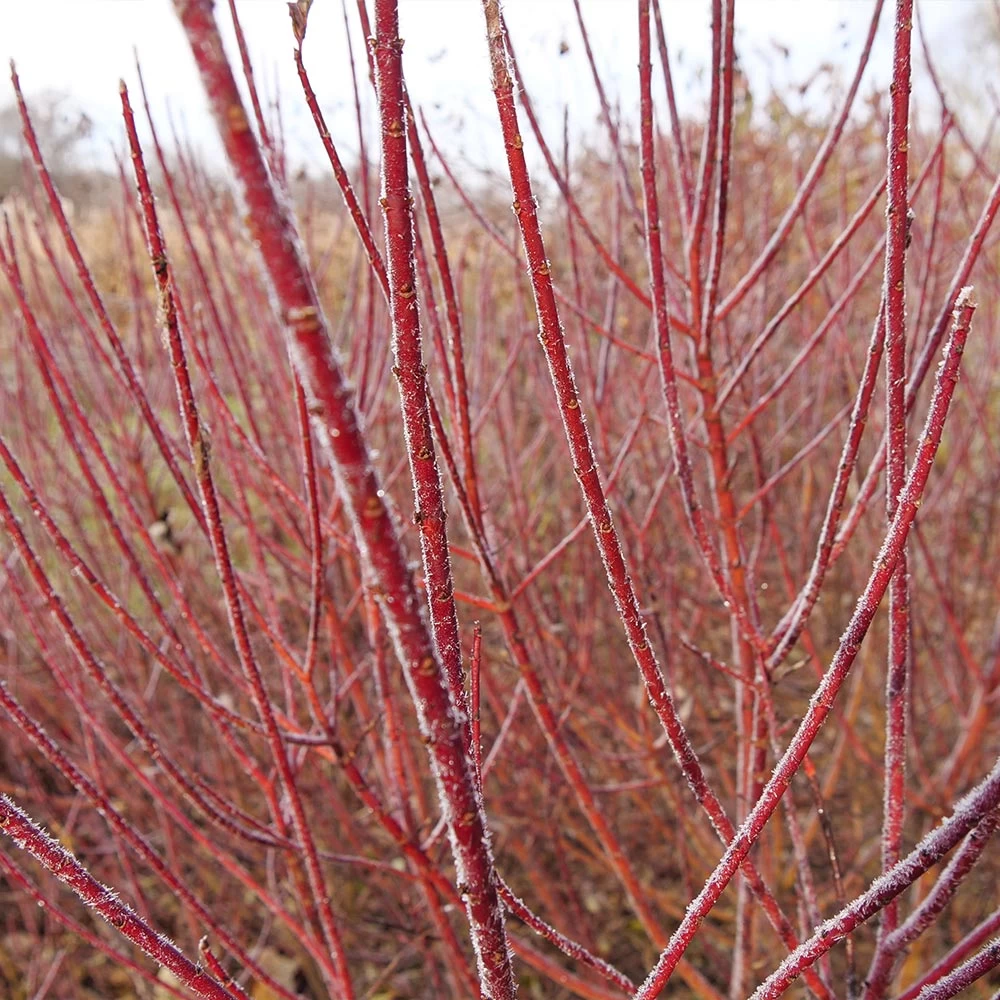 Arctic Fire® Red Twig Dogwood - Image 3