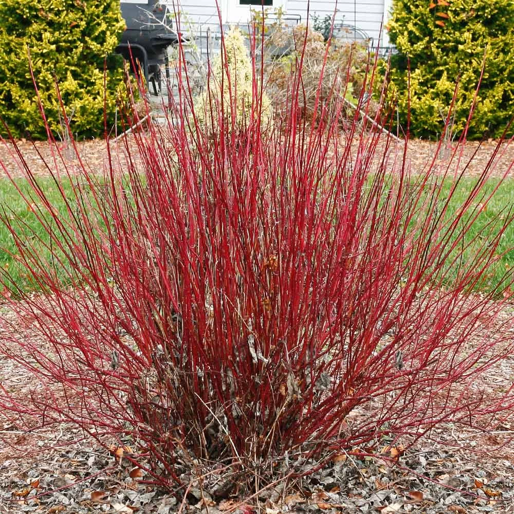 Arctic Fire® Red Twig Dogwood - Image 2