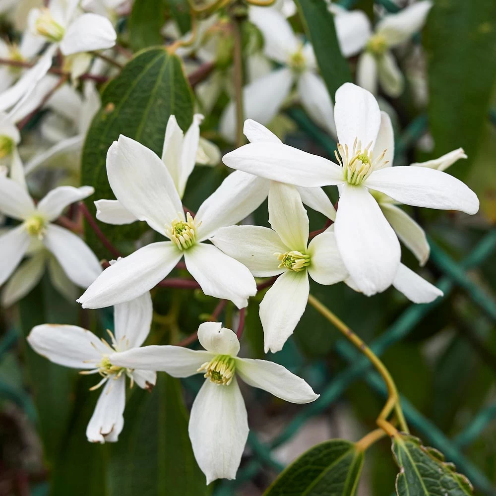 Armandii Snowdrift Clematis - Image 2