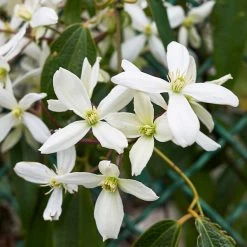 Armandii Snowdrift Clematis