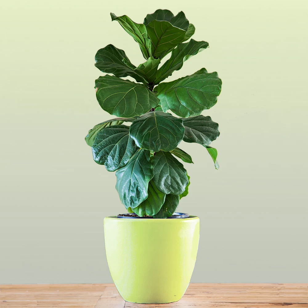 Bambino Fiddle Leaf Fig - Image 3