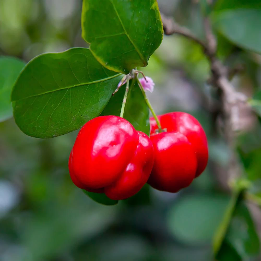 Barbados 'Acerola' Cherry - Image 2