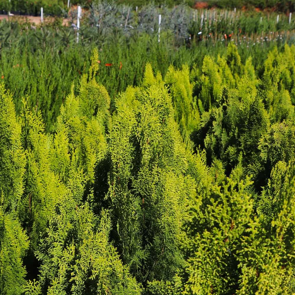 Berckman's Gold Arborvitae - Image 3