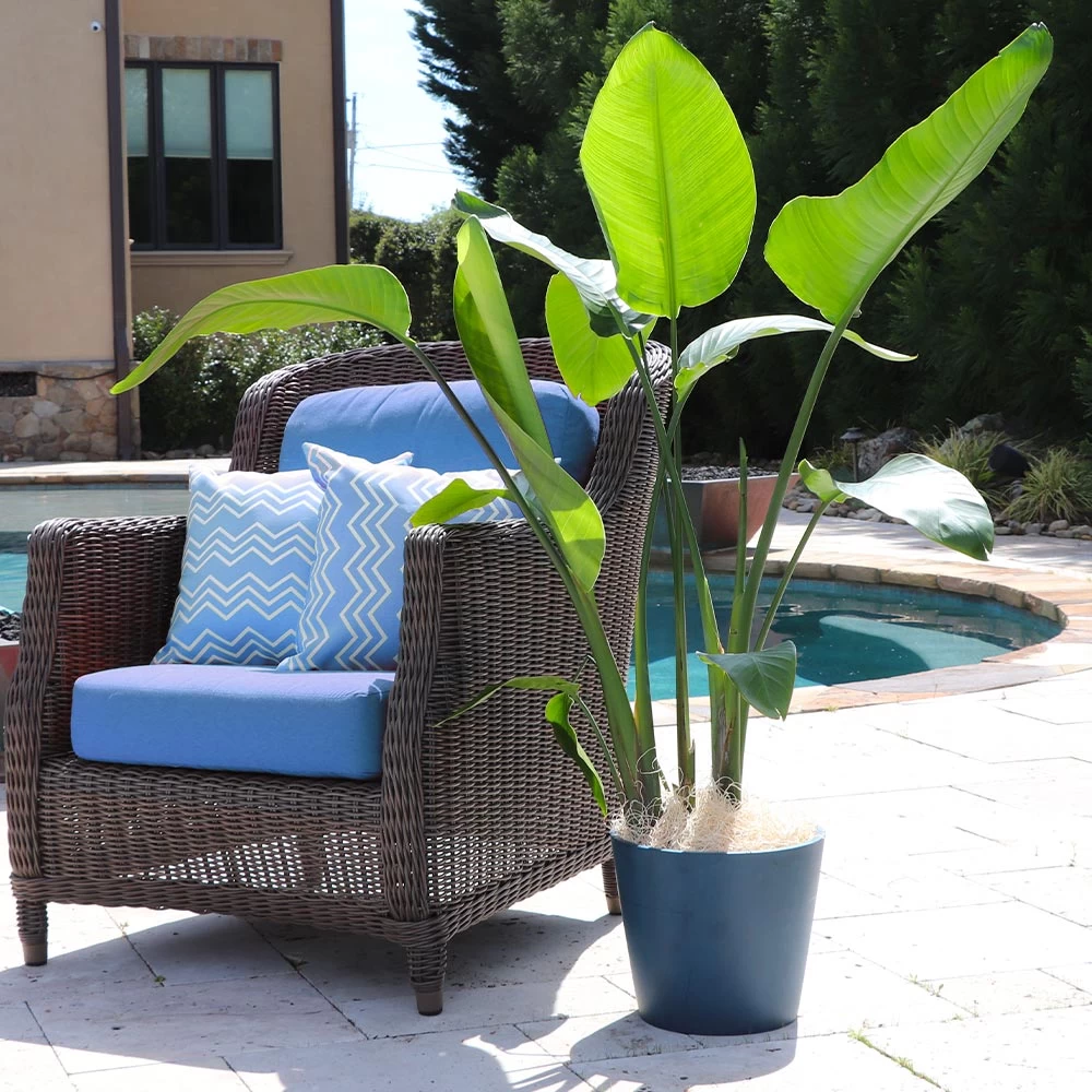 Bird Of Paradise - Orange - Image 5