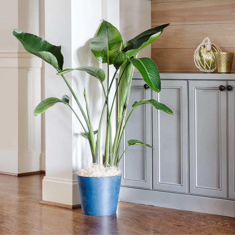 Bird Of Paradise - Orange - Image 6