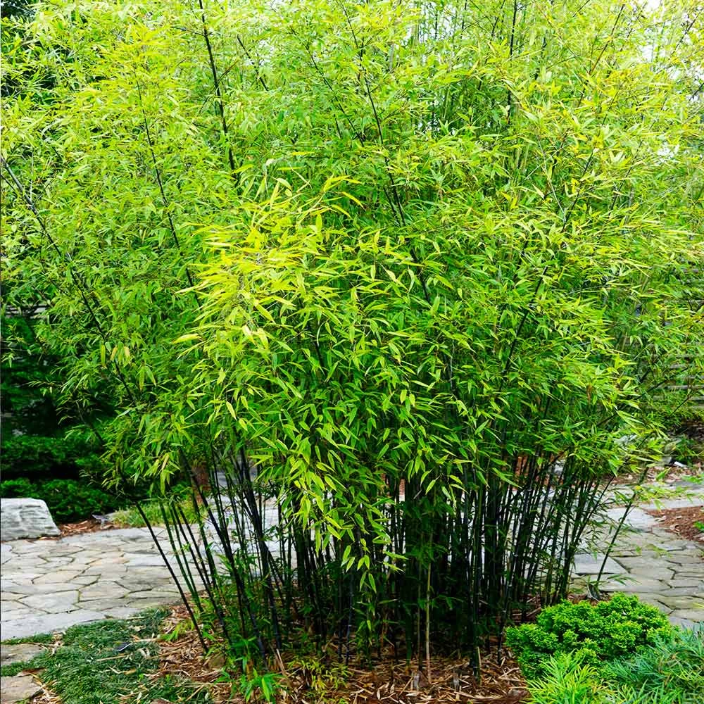 Black Bamboo - Image 4