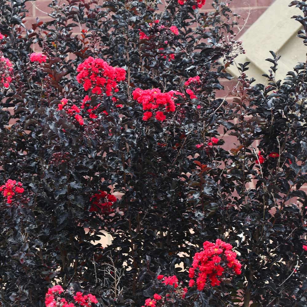 Black Diamond® Crape Myrtle - Best Red™ - Image 5