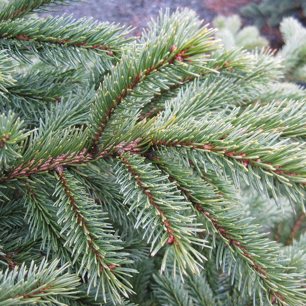 Black Hills Spruce Tree - Image 4