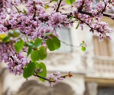 Black Pearl™ Redbud Tree - Image 2