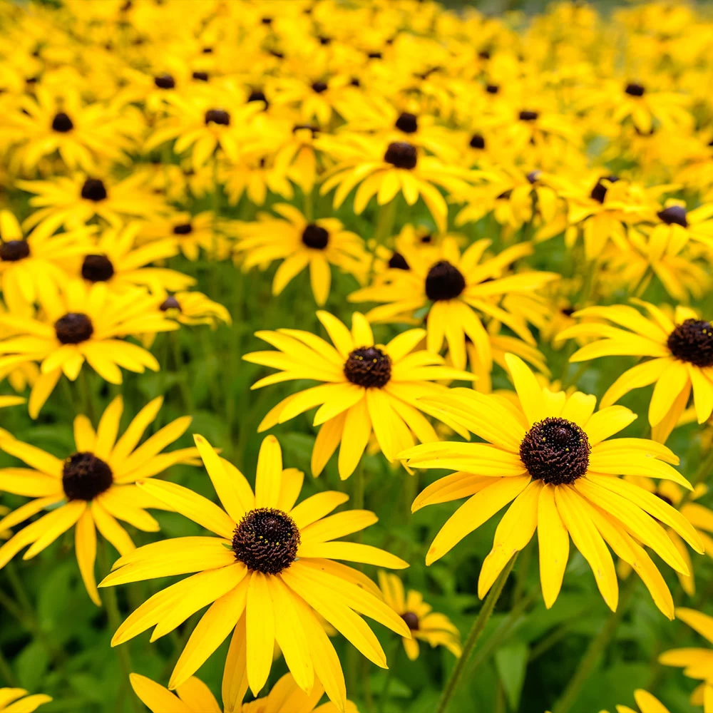 Goldsturm Black-Eyed Susan - Image 2