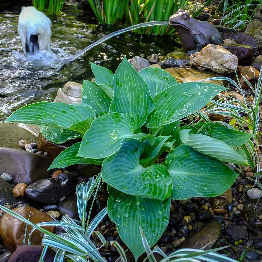 Blue Angel Hosta Plant - Image 3