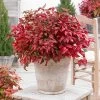Blush Pink™ Nandina Shrub