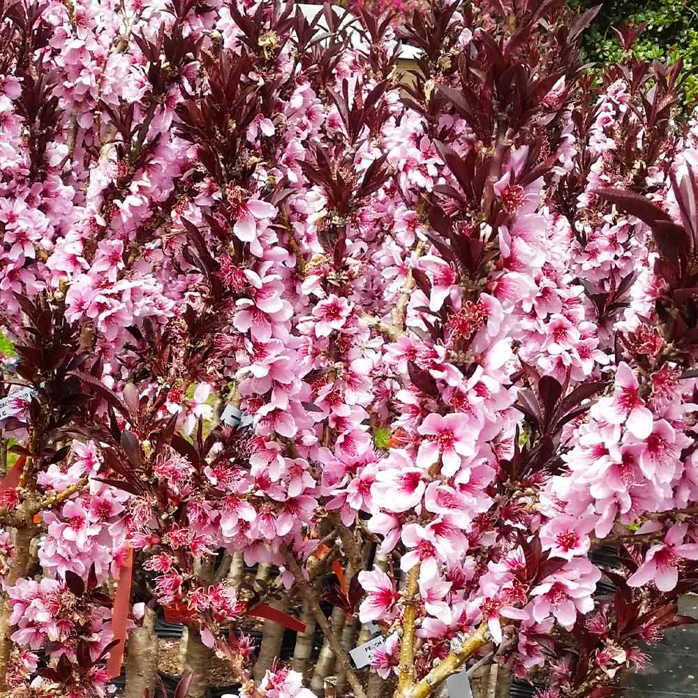 Bonfire Patio Peach Tree - Image 4