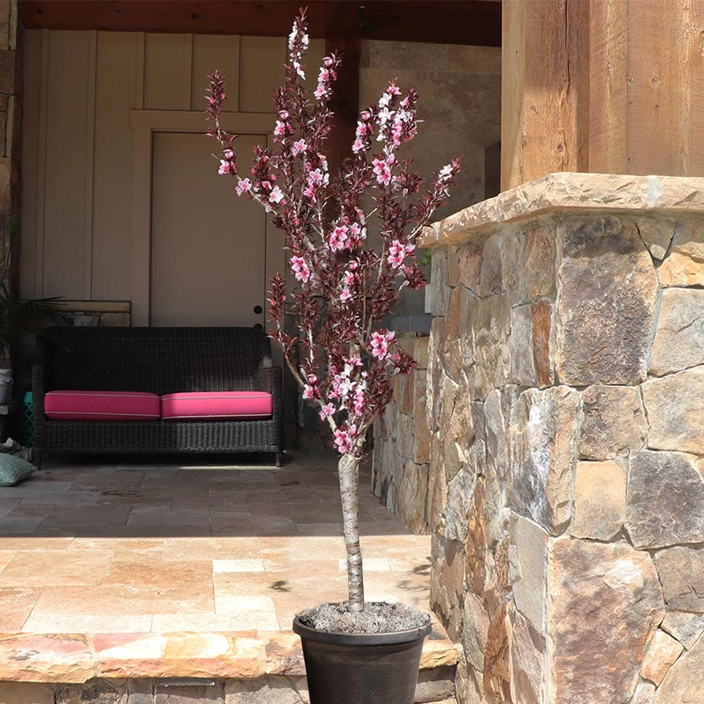 Bonfire Patio Peach Tree - Image 3