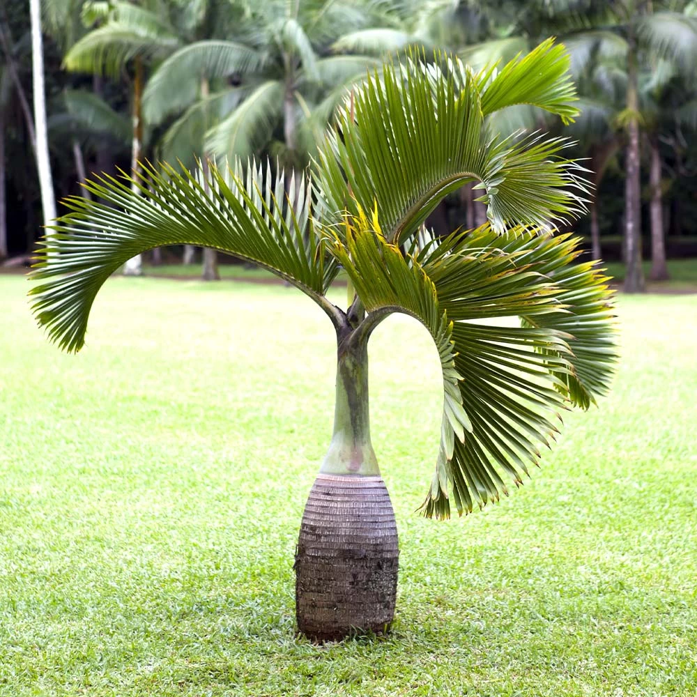 Bottle Palm Tree - Image 2