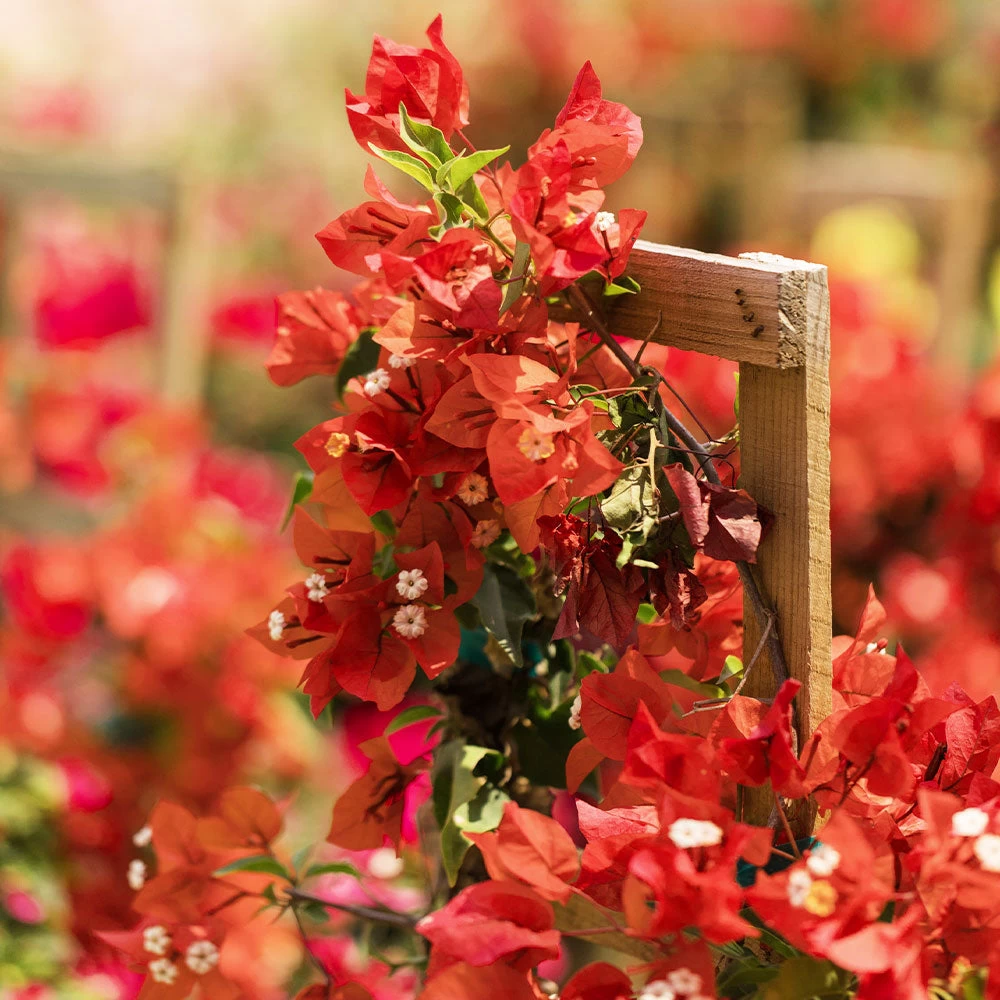 Sundown Orange Bougainvillea - Image 4