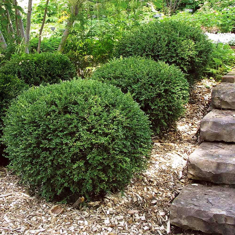 Wintergreen Boxwood Shrub - Image 5