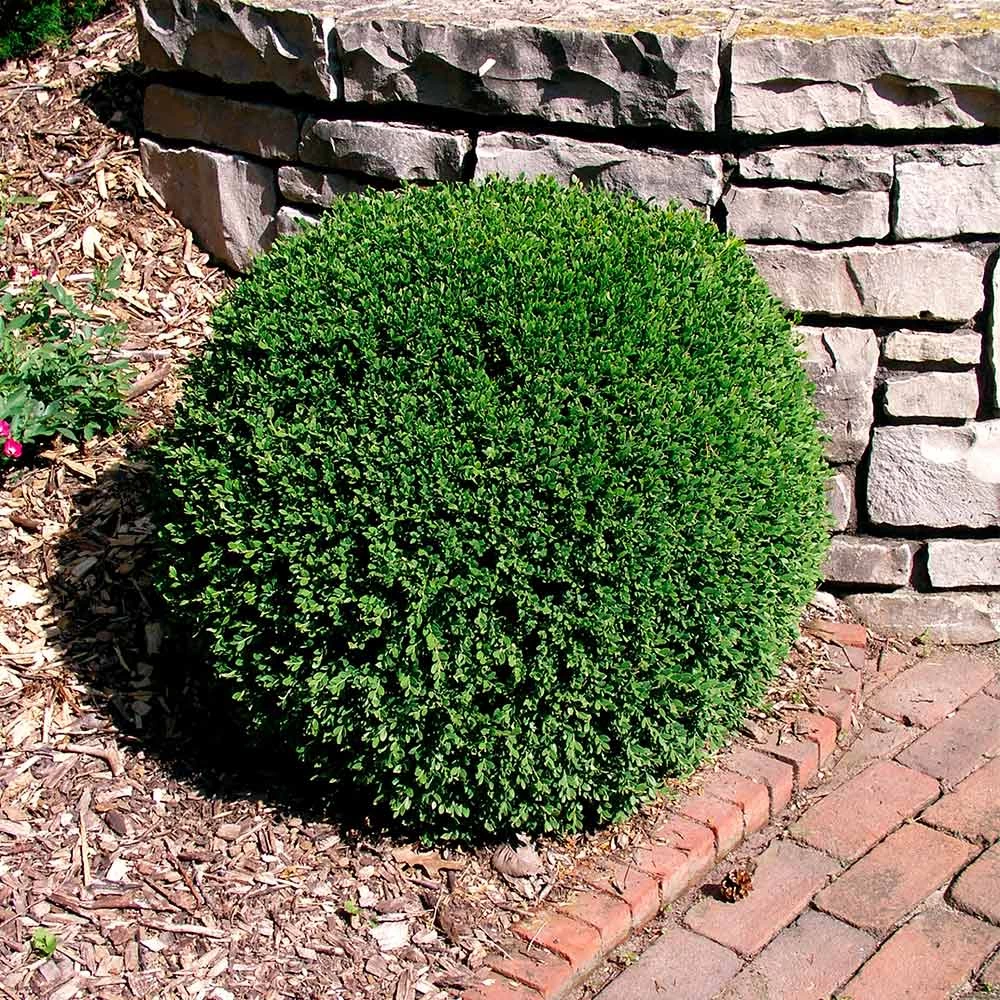 Wintergreen Boxwood Shrub - Image 4