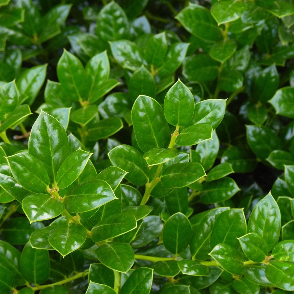 Dwarf Burford Holly Shrub - Image 3