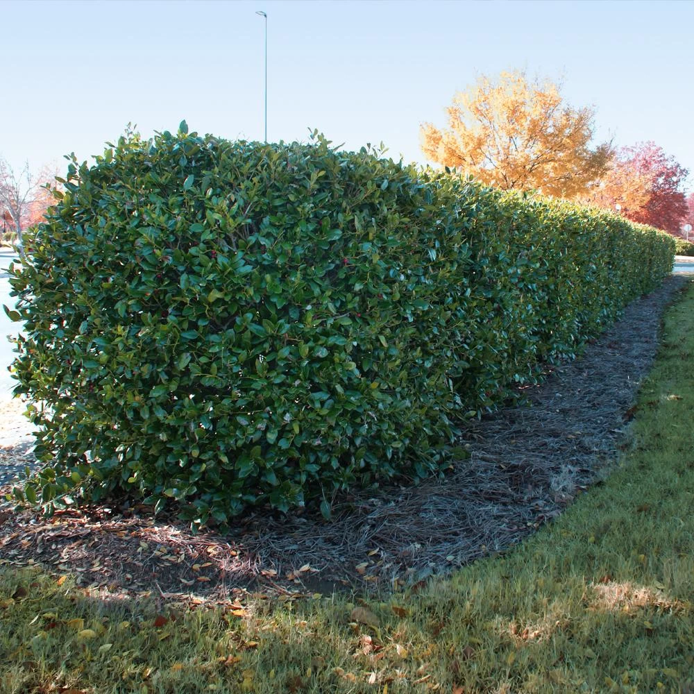 Dwarf Burford Holly Shrub - Image 4