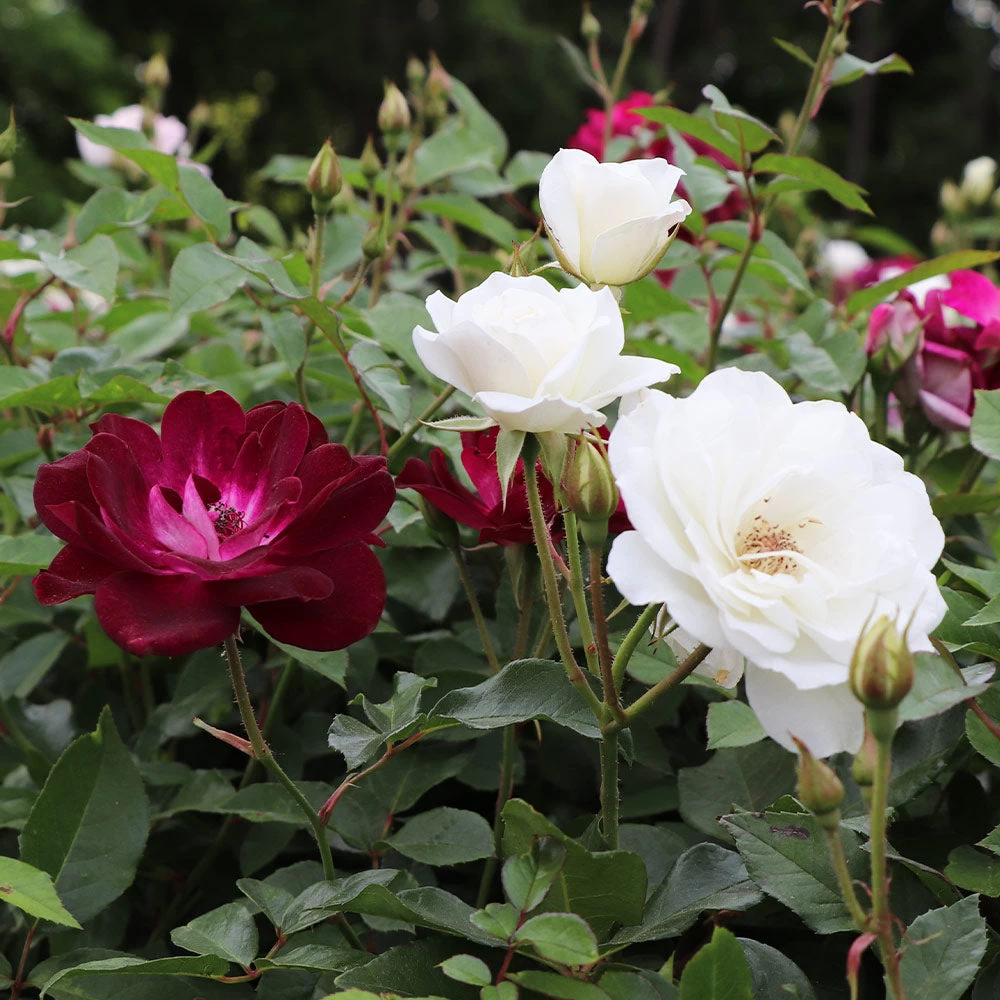 Burgundy Iceberg And Iceberg Two-fer® Rose Tree - Image 4