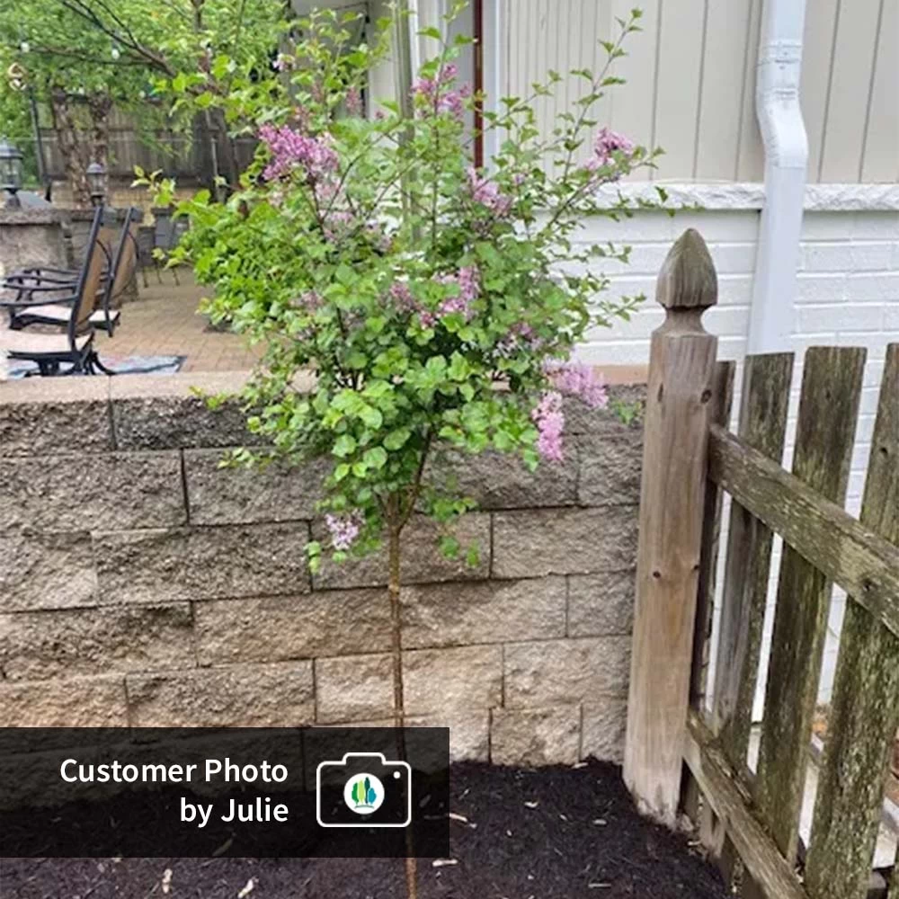 Dwarf Korean Lilac Tree - Image 5