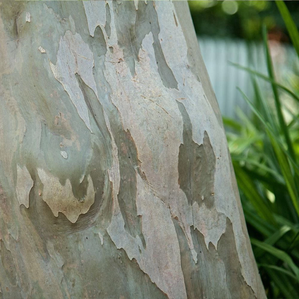 Catawba Crape Myrtle Tree - Image 5