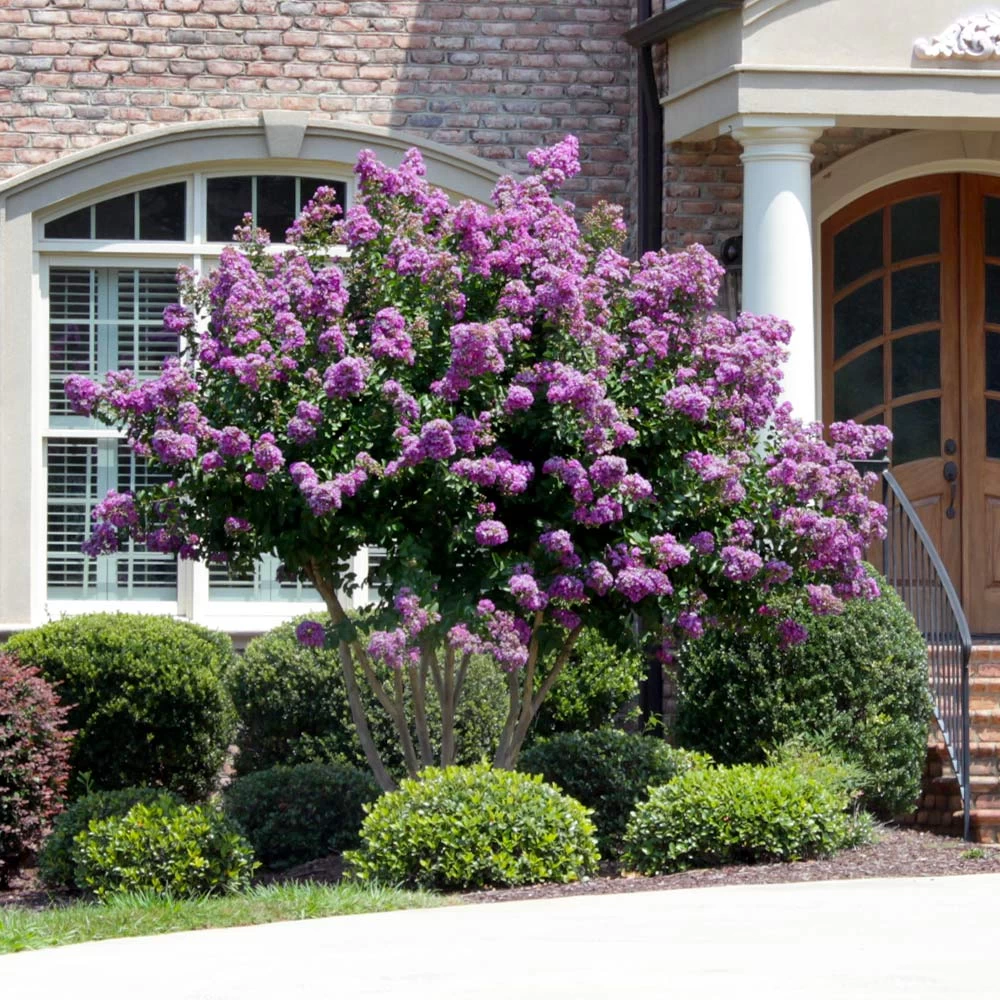 Catawba Crape Myrtle Tree - Image 2
