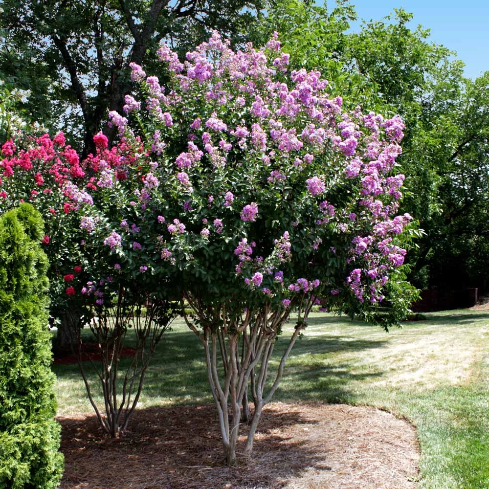 Catawba Crape Myrtle Tree - Image 3