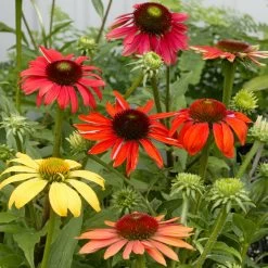 Cheyenne Spirit Echinacea (Coneflower)