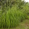 Citronella Grass (Cymbopogon Nardus)