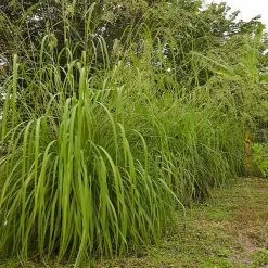 Citronella Grass (Cymbopogon Nardus)