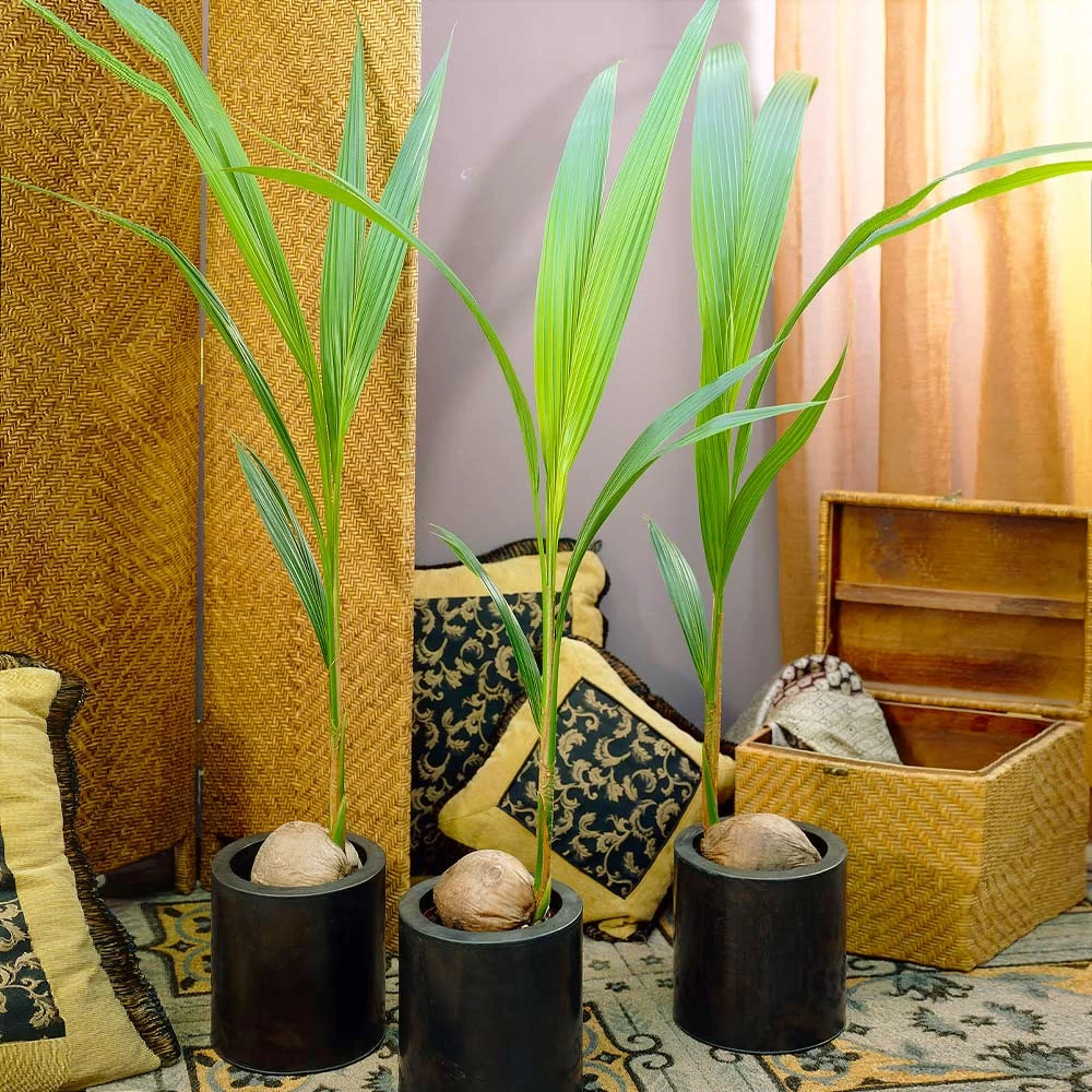 Coconut Palm Tree - Image 4