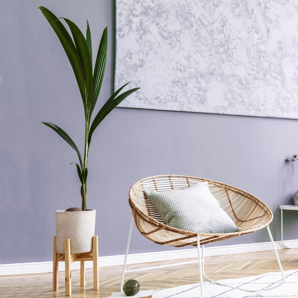 Coconut Palm Tree - Image 3