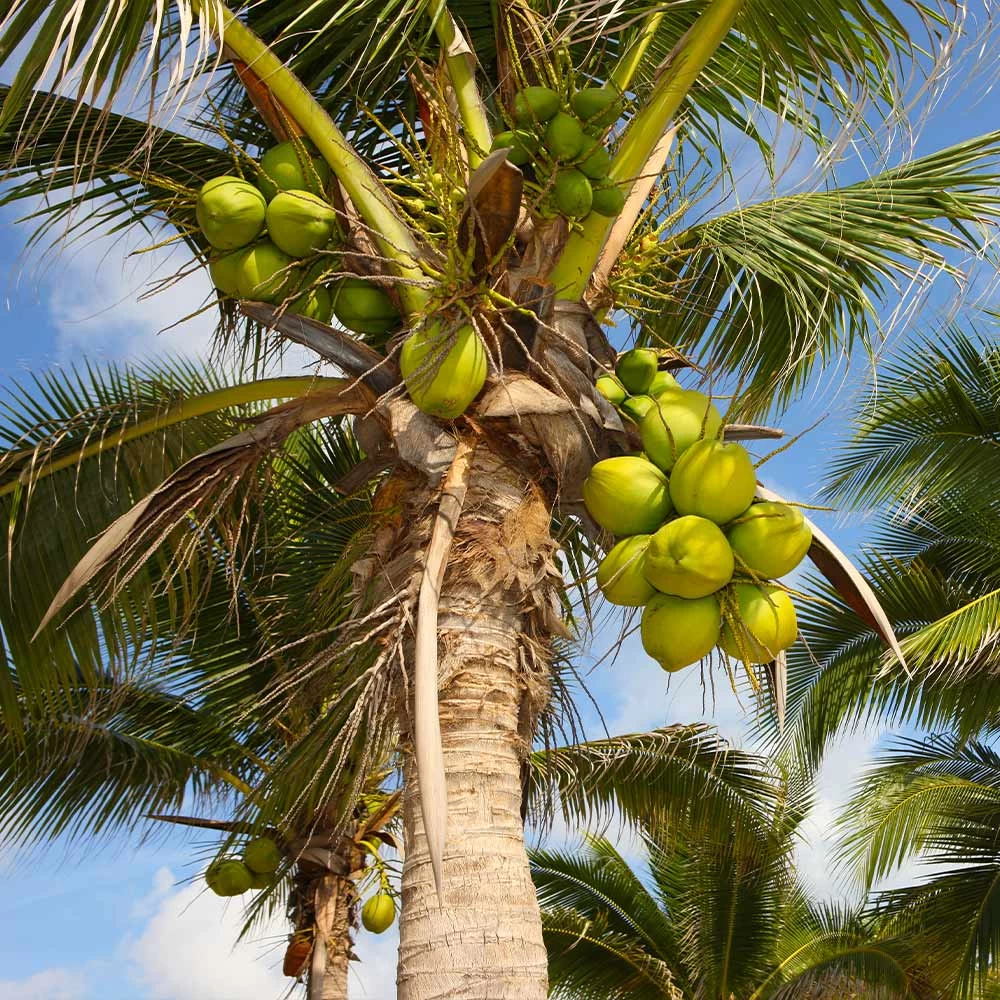 Coconut Palm Tree - Image 2