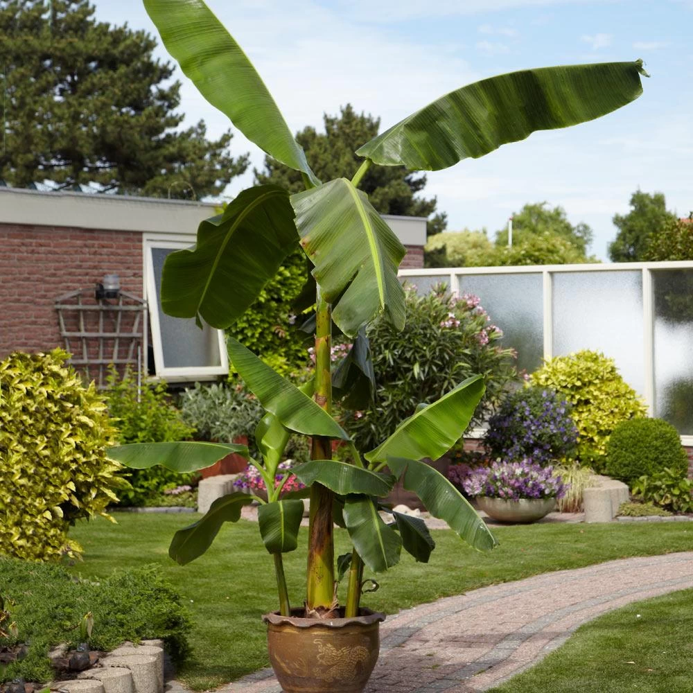 Cold Hardy Banana Tree - Image 5