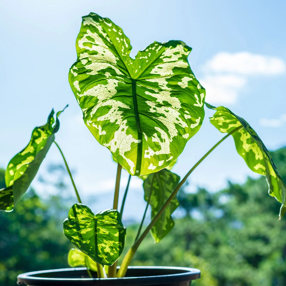 Colocasia 'Hilo Beauty' - Image 3