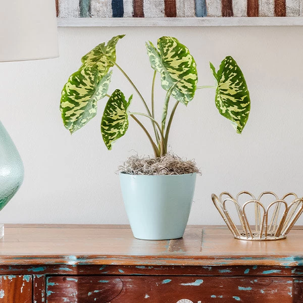 Colocasia 'Hilo Beauty'