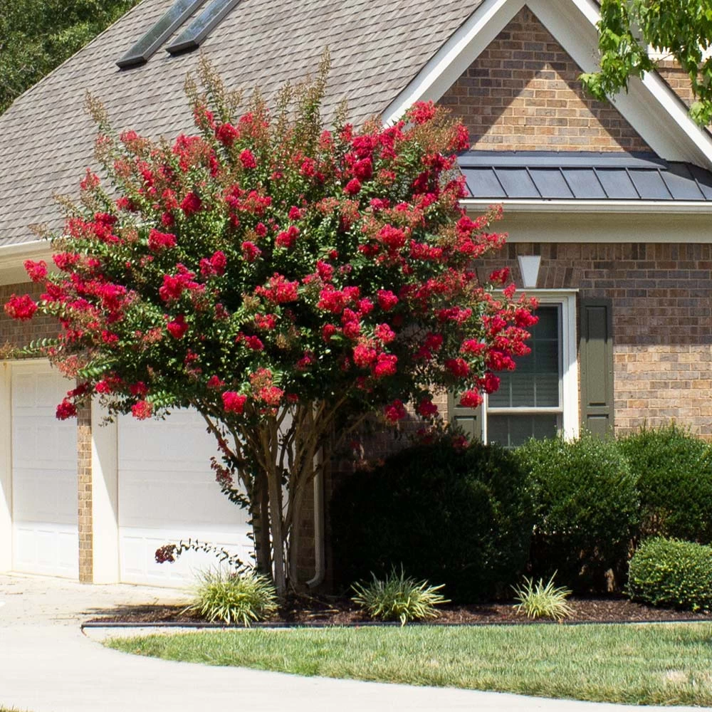 Coloramaâ„¢ Scarlet Crape Myrtle Tree - Image 2
