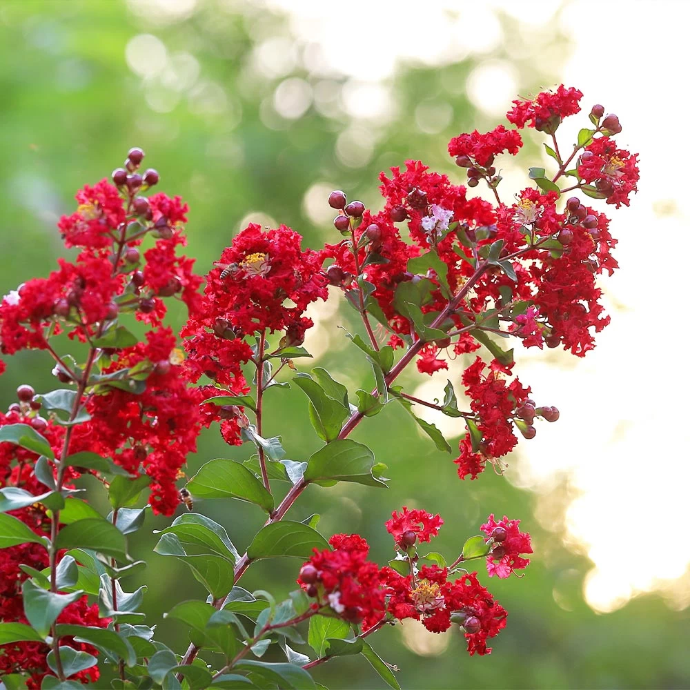 Coloramaâ„¢ Scarlet Crape Myrtle Tree - Image 3