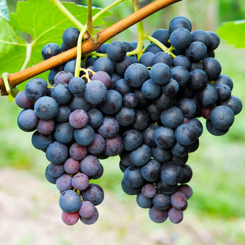 Concord Grape - Image 3