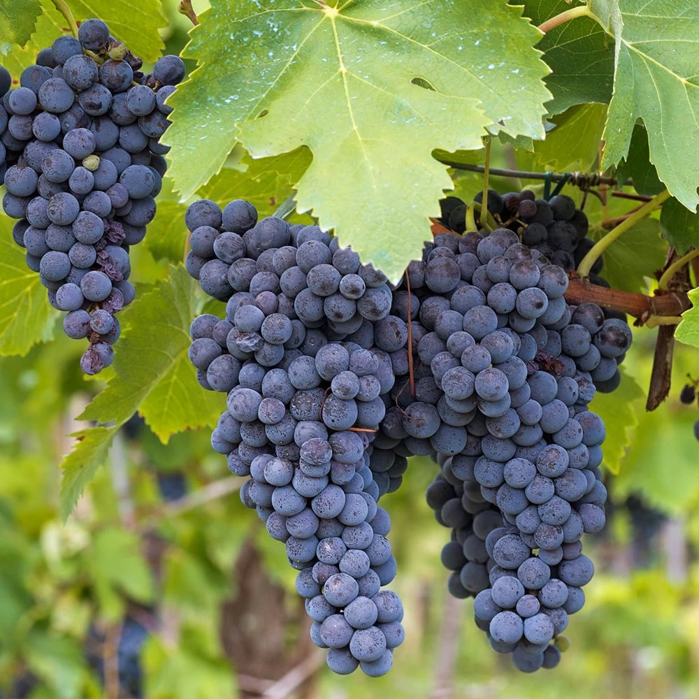 Concord Grape - Image 2