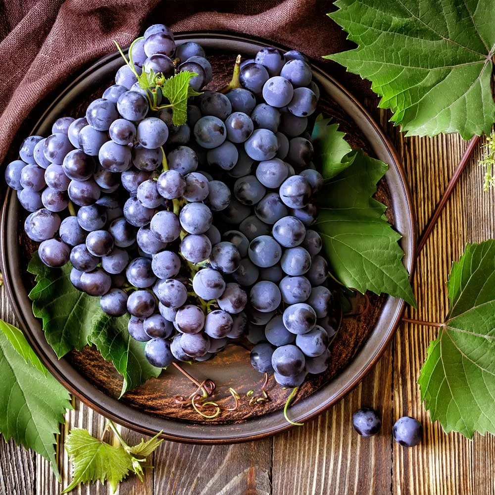 Concord Grape - Image 4